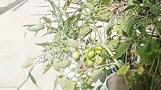 Rooftop planting