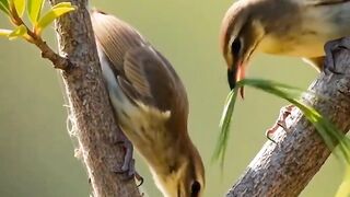 How hard does a bird work to build its nest?