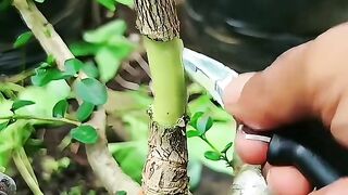 See if you can put a pen on a tree.