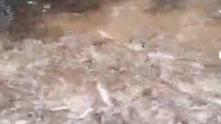 Ikan lele NGAMBEK disaat cuaca gak menentu : Ini penyebabnya