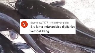 Setelah pemijahan pertama KAPAN induk lele bisa DIPIJAHKAN Lagi❓