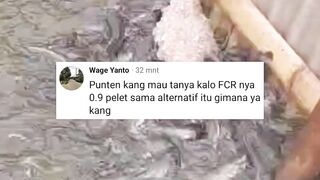 Jangan TERLALU berharap FCR bagus dengan PAKAN ALTERNATIF