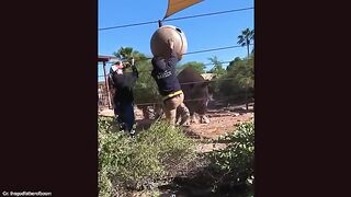 It's TIME for SUPER LAUGH! Best FUNNY ANIMAL videos