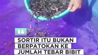 Sekali nonton FAHAM❗Kapan sortir ikan lele