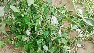 আমাদের গরীবের আনাজ দেখুন
