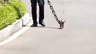 #funny  #funnyvideo #comedy #motivation #entertainment #halo#shorts#aifatema71 2
