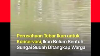 Aksi tebar ikan oleh sebuah perusahaan di Wonogiri, Jawa Tengah, tidak berjalan sebagaimana mestinya