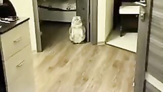 Bro really stood up on two legs just to judge my entire life choices! ????