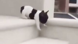 The Gravity-Defying Puppy Plunge