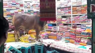 গরু মোবারক, হাম্বা মোবারক ,,ঈদ মোবারক