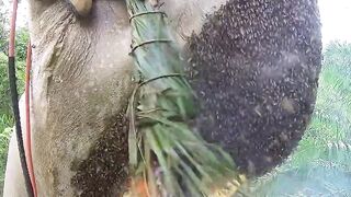 দেখুন কিভাবে মৌচাক থেকে মধু সংগ্রহ করতে হয়।