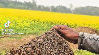 খাঁটি মধু সংগ্রহ