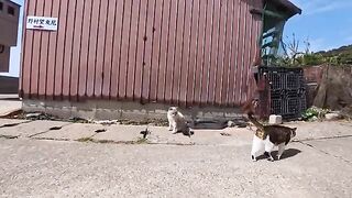 Island cats wandering around the breakwater and the back paths of the fields.