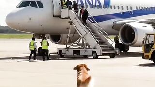 Golden retriever saves passengers from plane explosion  #goldenretriever #rescue #plane