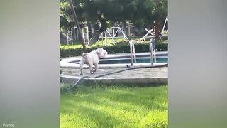 Best Animal Videos 2026 ???? Funniest Dogs & Cats You Haven’t Seen Yet