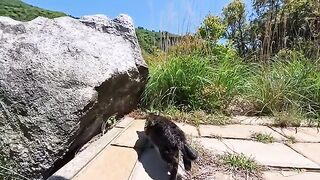 Prey spotted! But the cat is hesitant to pounce.