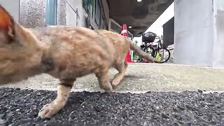 There was a cat in front of the island's town hall.