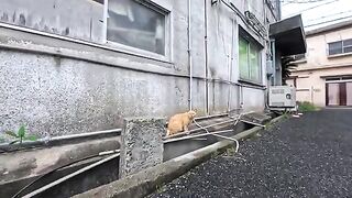 I spotted the first cat near the ferry terminal! As soon as I petted it, a second cat came over.