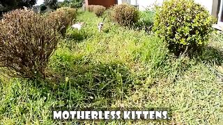 I Changed the Lives of 5 Orphaned Kittens Who Lost Their Mother. Part 4