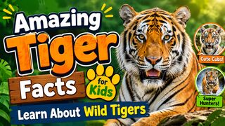 Amazing Tiger Facts for Kids  Learn About Wild Tigers