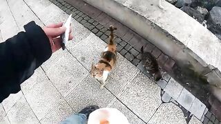 Street Cats Went Crazy for Fresh Raw Fish in Istanbul
