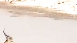 Deer Challenged Death In Mud #wildlife #animals #deer #lion #deathchallenged