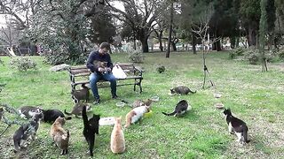 People in Istanbul don’t pay therapists because adorable cats offering therapy are everywhere.