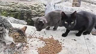 I bought all the fresh fish in the fish store and fed all the stray cats with raw fish.