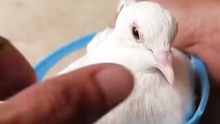What if you want a great gadget for feeding medicine to pigeons?
