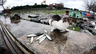 If you walk through cat territory with a bag full of fish, you’ll come back empty-handed.