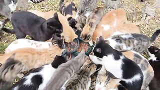 Why did hundreds of stray cats attack the baby stroller?