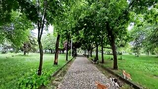 Heavy rain cannot wash away the love for street cats.