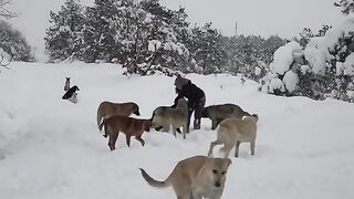 When This Woman Comes, Stray Dogs Forget Their Pain