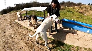 You need more than just courage to walk among these stray dogs.