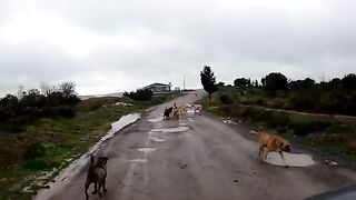 Only people with a pure heart can walk this road surrounded by stray dogs.