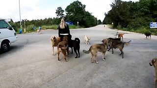 It takes a pure heart to get out of the car on this road surrounded by stray dogs.