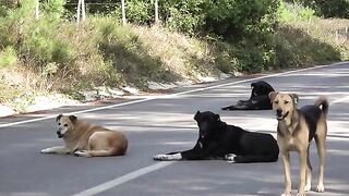 Only People with a Pure Heart Can Win the Trust of These Street Dogs