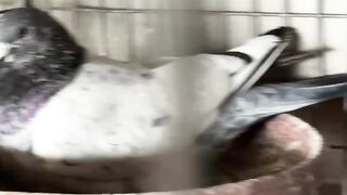 শখের কবুতর গুলো জোরা দেয়া শুরু করলাম (পার্ট-১)