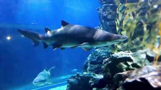 Morning Relaxing Music - Beautiful Piano Music for Stress Relief