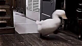 Прикол