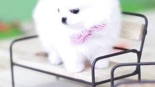 Short animal document#short#viral#shorts#aqgamingzone