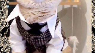 Part 20 funny cat