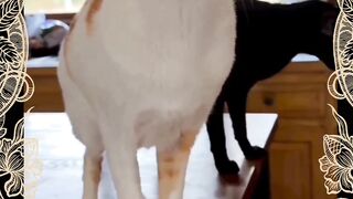 Part 21 funny cat