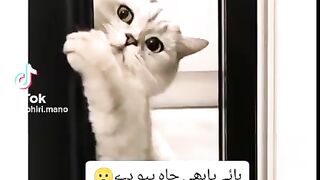 Funny cats