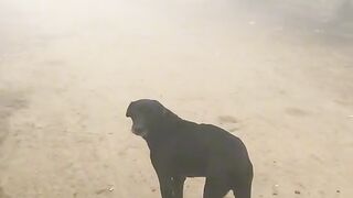 Funny video