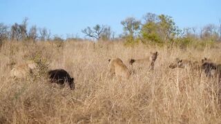 The Lion's Leg Was Bitten Off By Hyena During A Fierce Confrontation Over Food - Lion Vs Hyenas