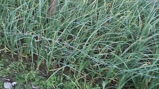 How to grow garlic ???