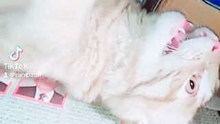Kitty420