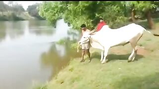 See how this cow jumped into the water, you will be stunned to see