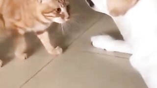 Cão ou gato